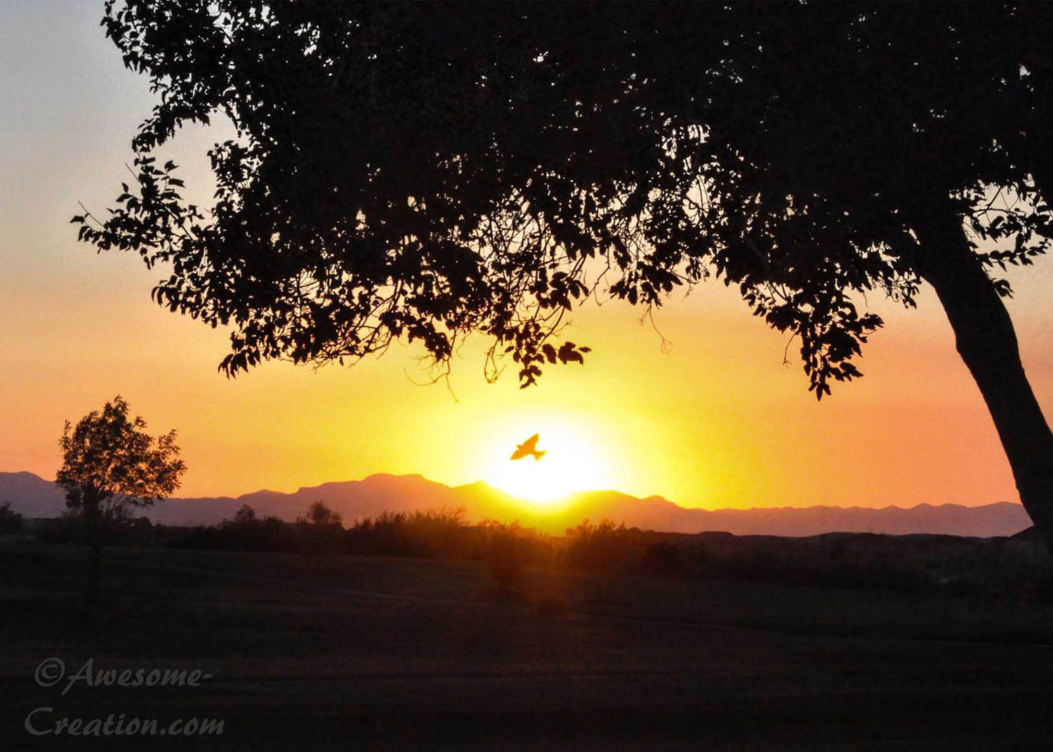 Dove in the Sunset.jpg