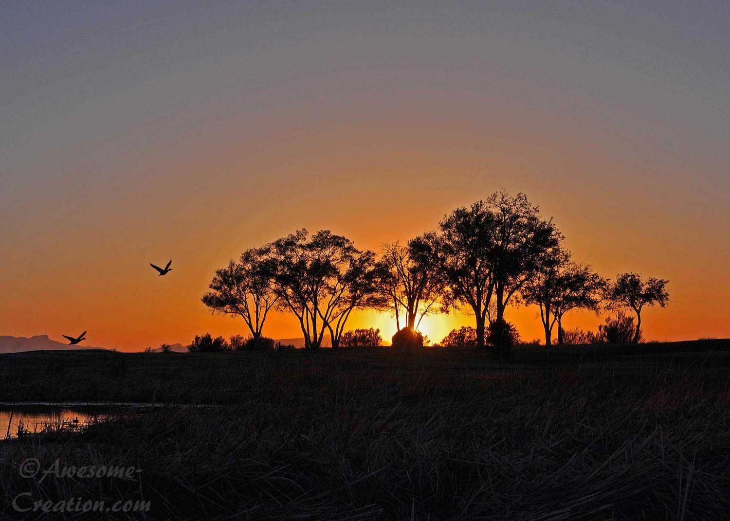 Ducks at the Pond Sunset.jpg
