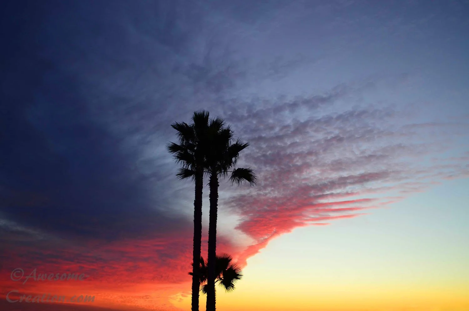 Palm and Ocean Sunset.jpg