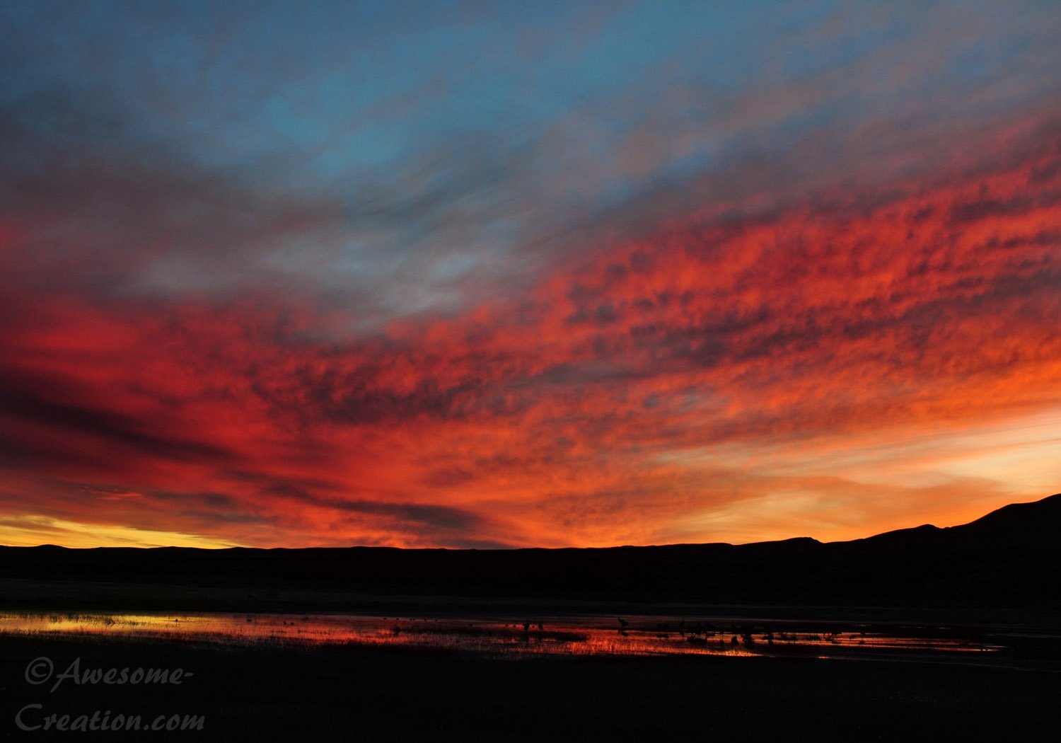 Bosque Del Apache Sunset 3.jpg