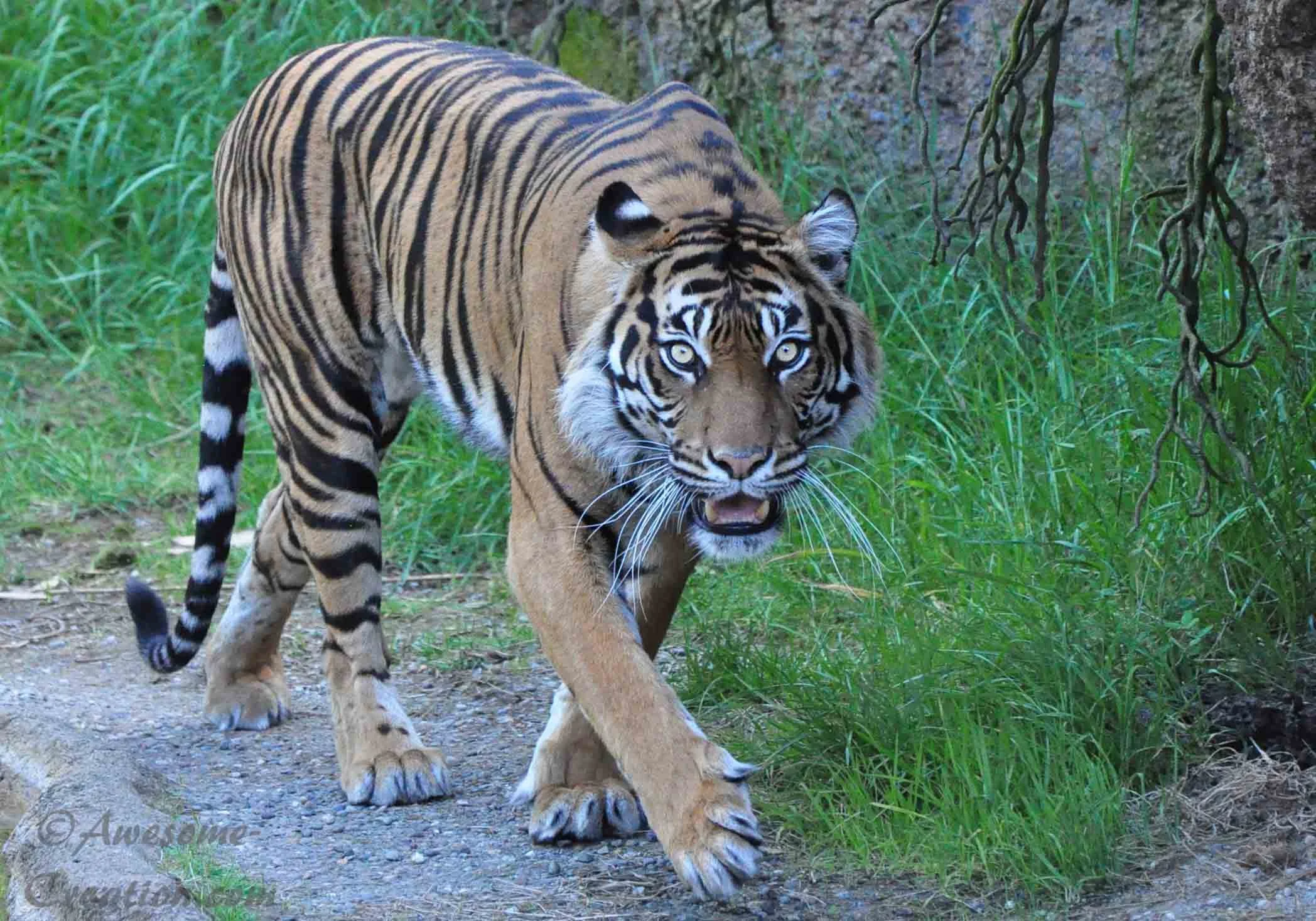 Sumatran Tiger.jpg