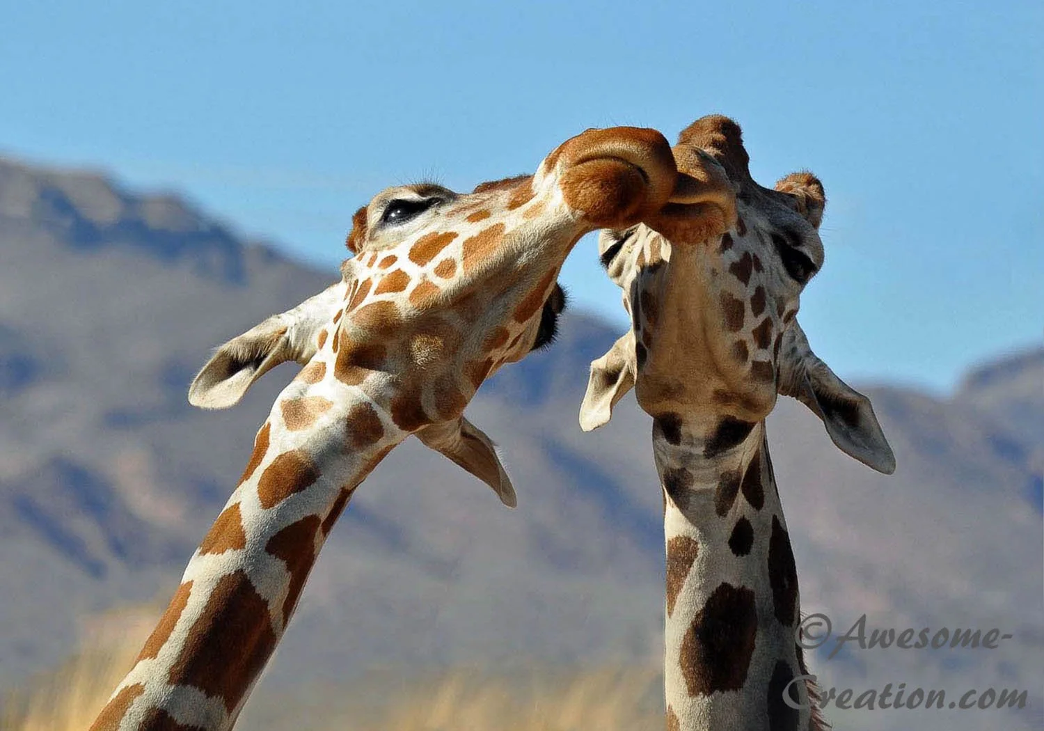 Giraffes.jpg