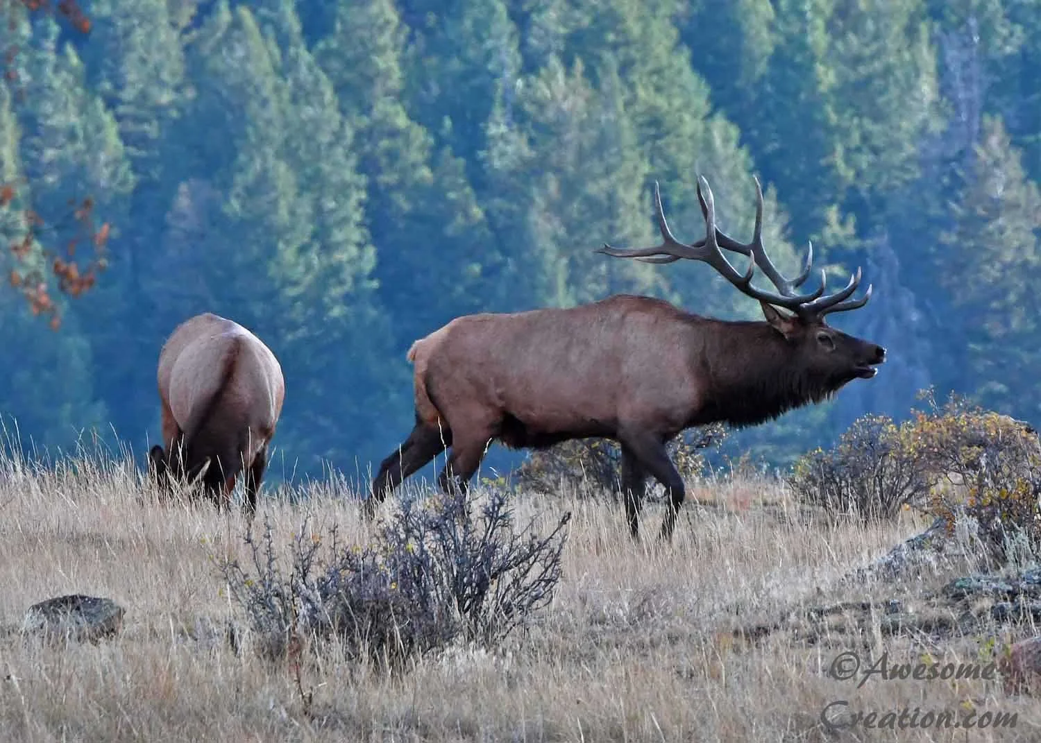 Rocky Mountain Elk.jpg