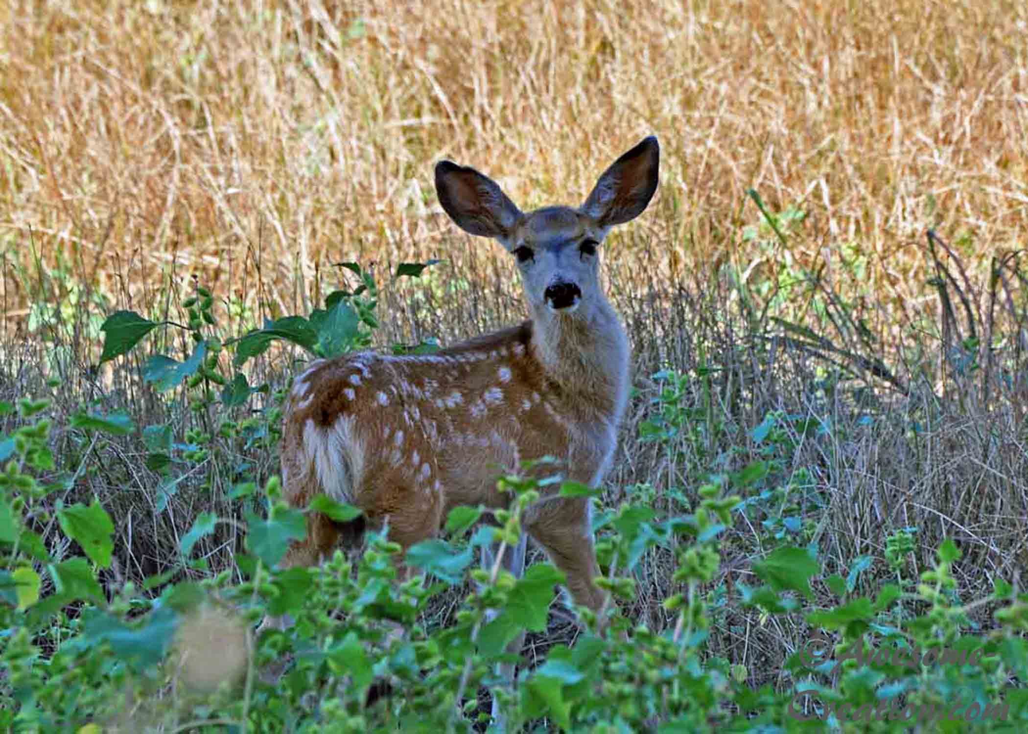 Fawn.jpg