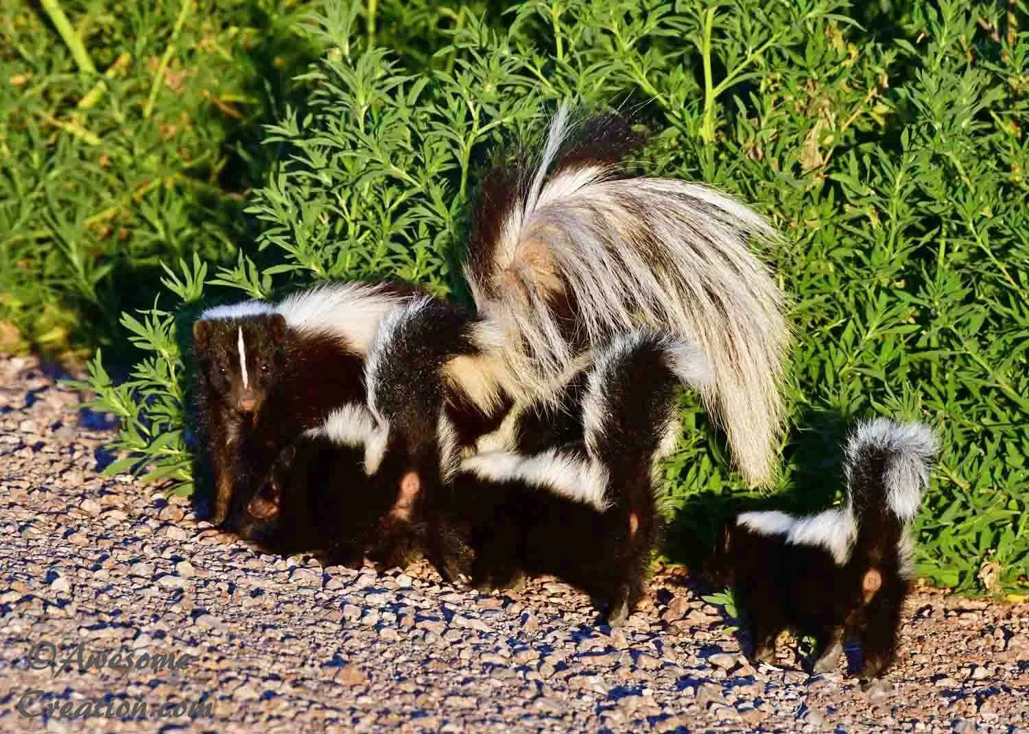 Skunk Family.jpg