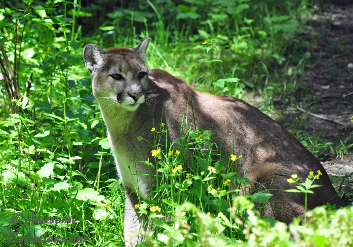 Mountain lion.jpg