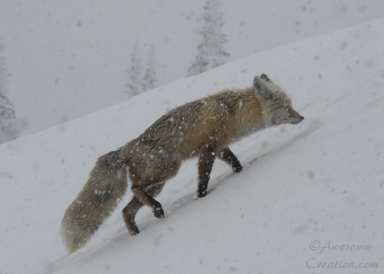Fox.jpg