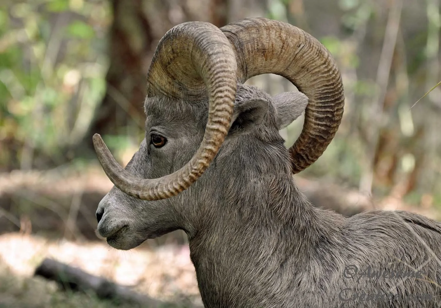 Bighorn Sheep.jpg