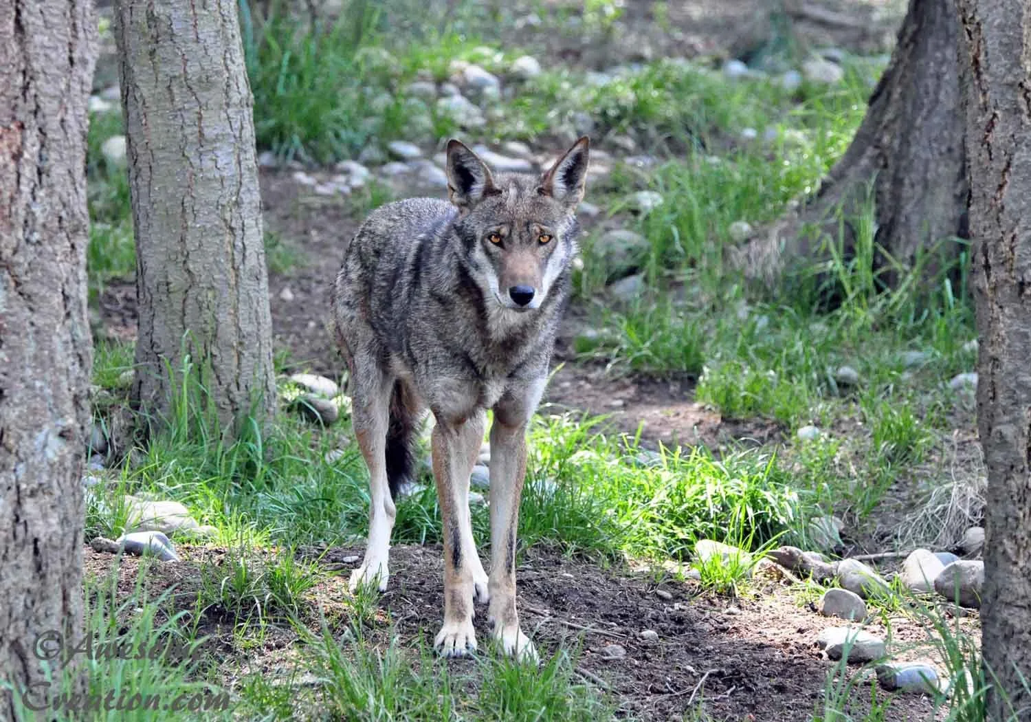 Wolf.jpg