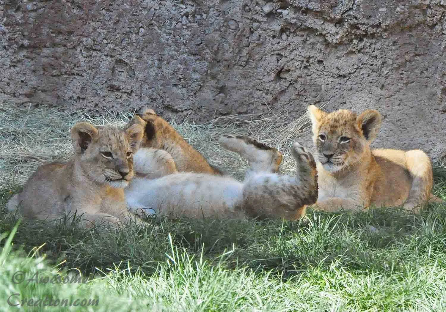 Lion babies.jpg