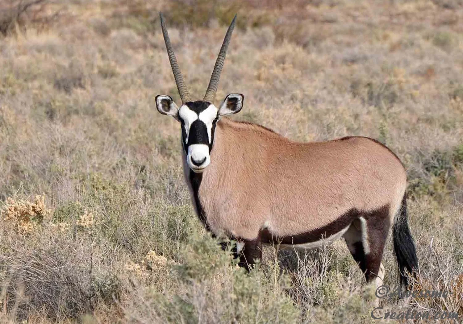 Oryx.jpg