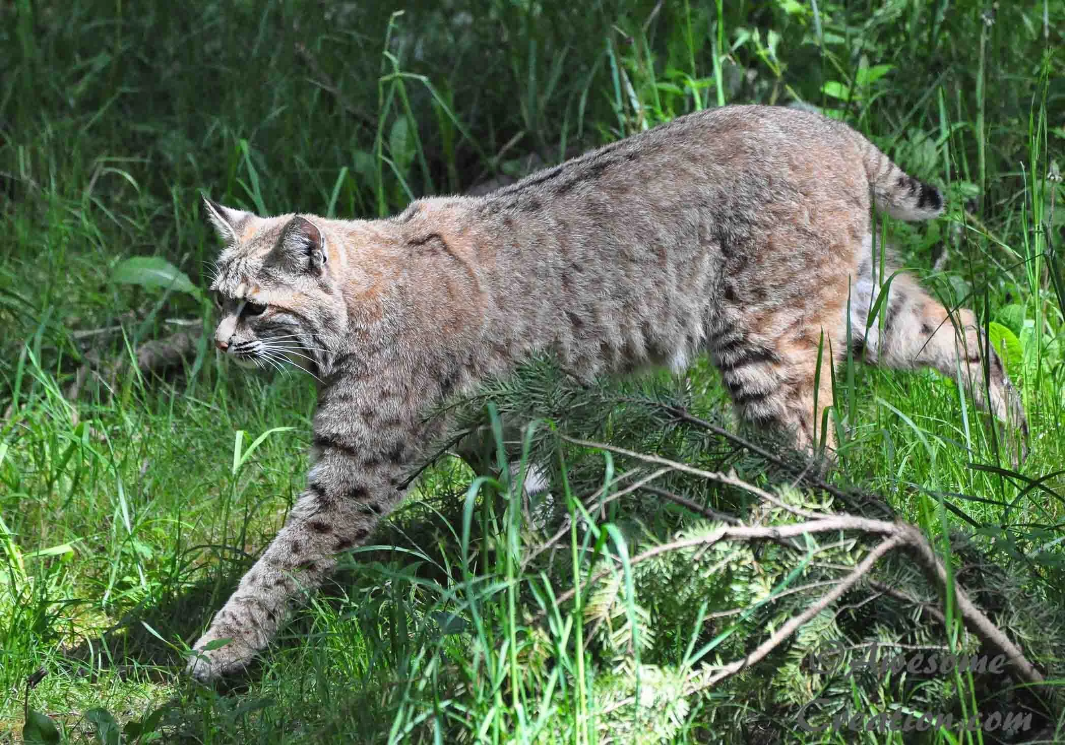 Bobcat.jpg