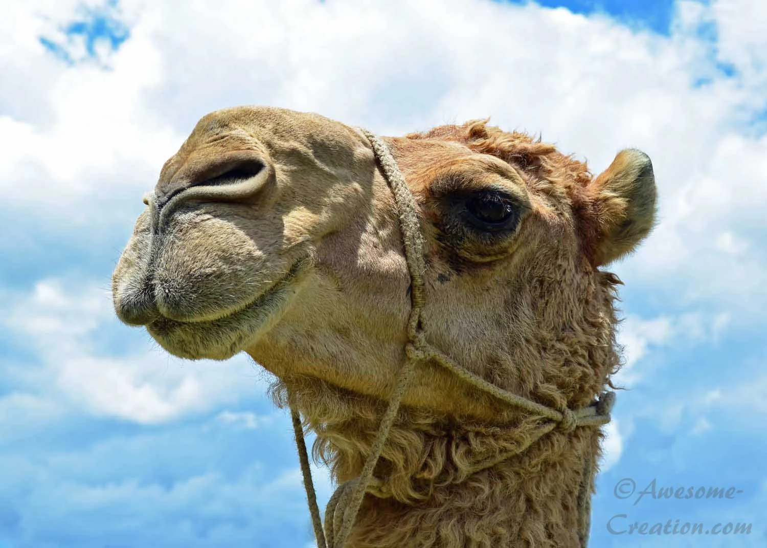 Camel.jpg