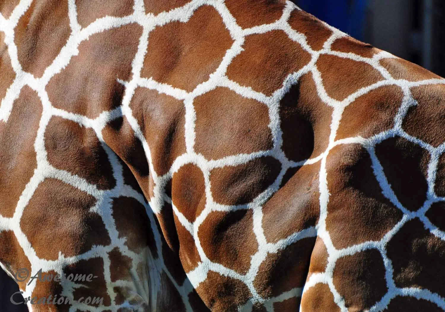 Giraffe pattern.jpg