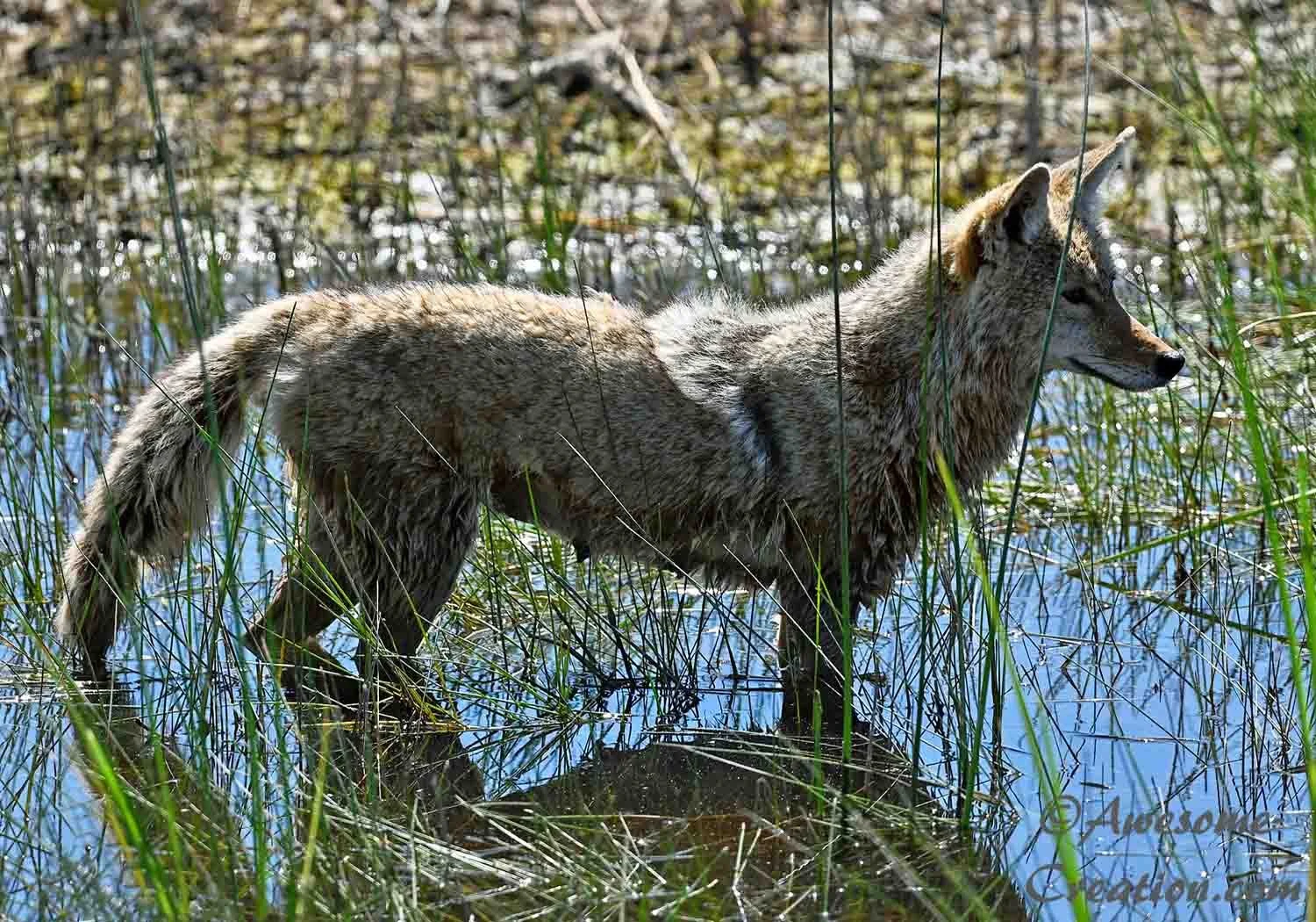 Coyote.jpg
