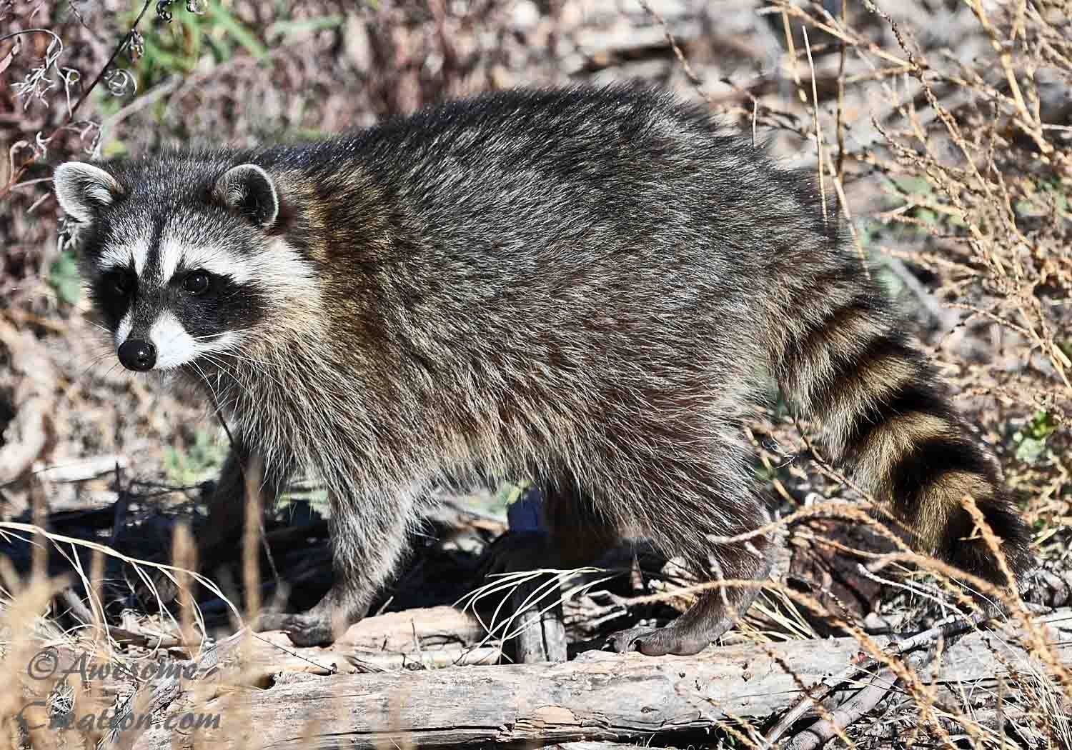 Raccoon.jpg