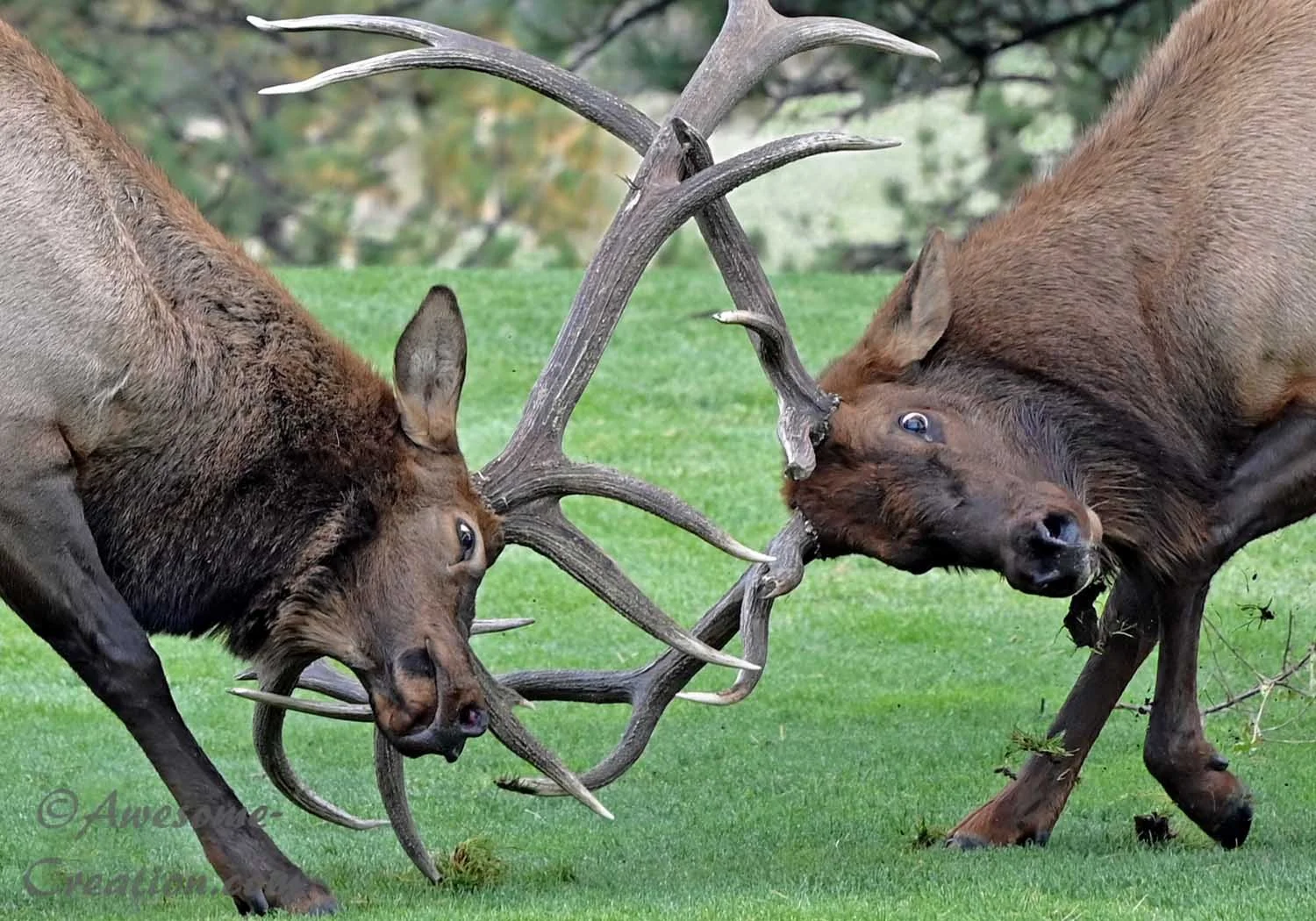 Rocky Mountain Elk 1.jpg