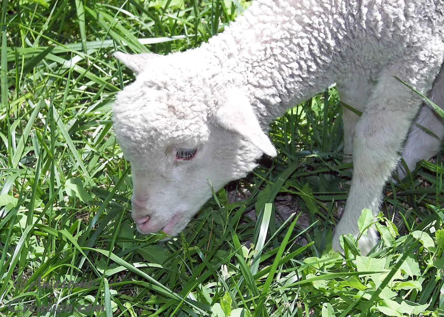 Sheep.jpg