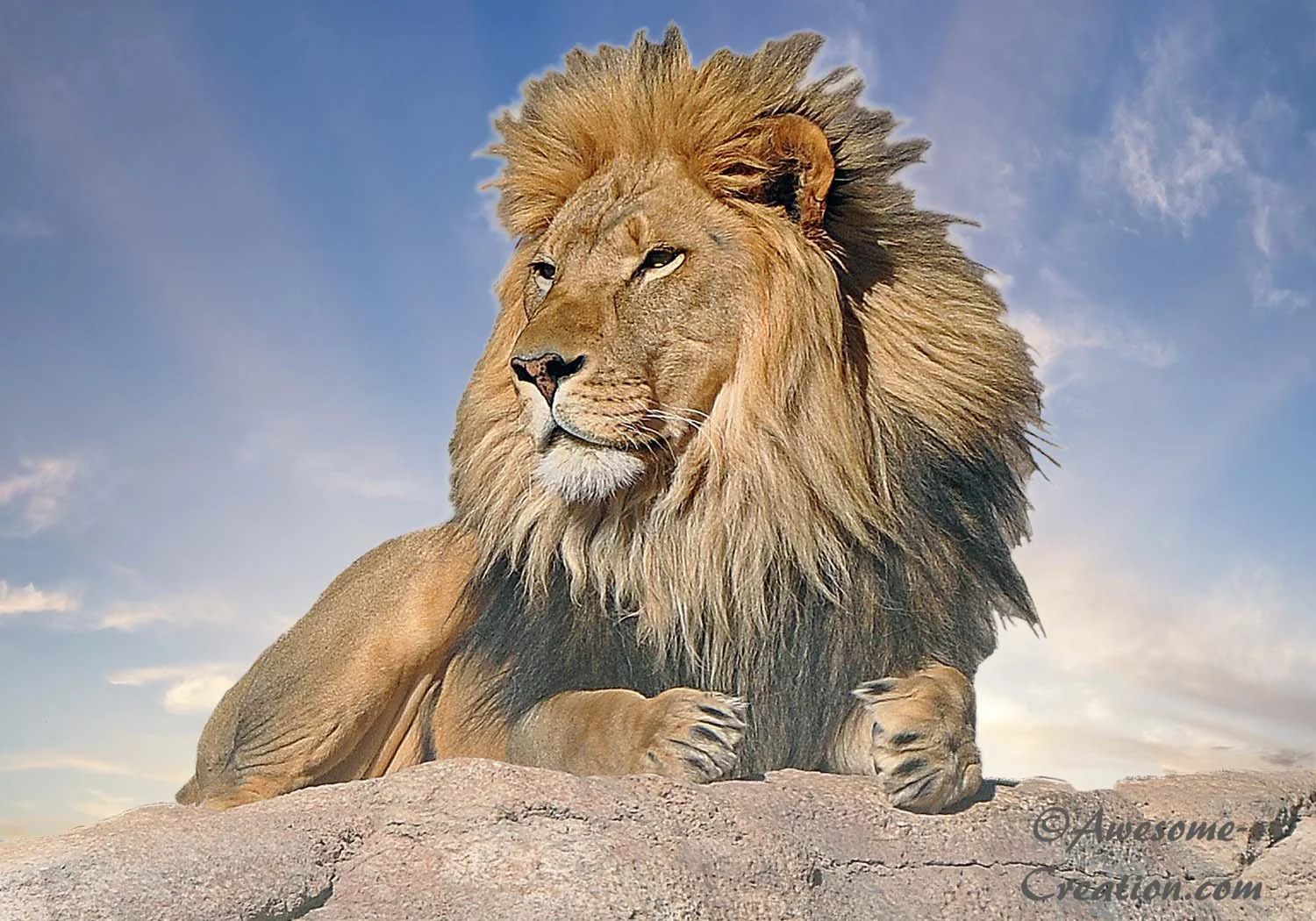 Lion.jpg