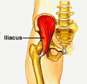 iliacus.jpg