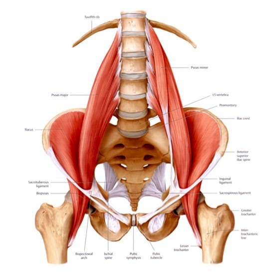 The Many Faces of Iliacus Dysfunction — Neuromuscular Therapy of