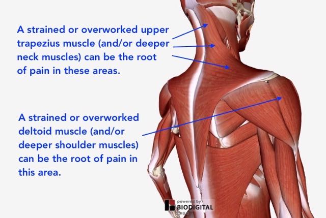 Shoulder Pain — Neuromuscular Therapy of Vermont