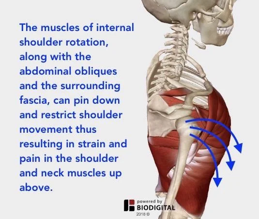 Understanding Shoulder Pain — Neuromuscular Therapy of Vermont
