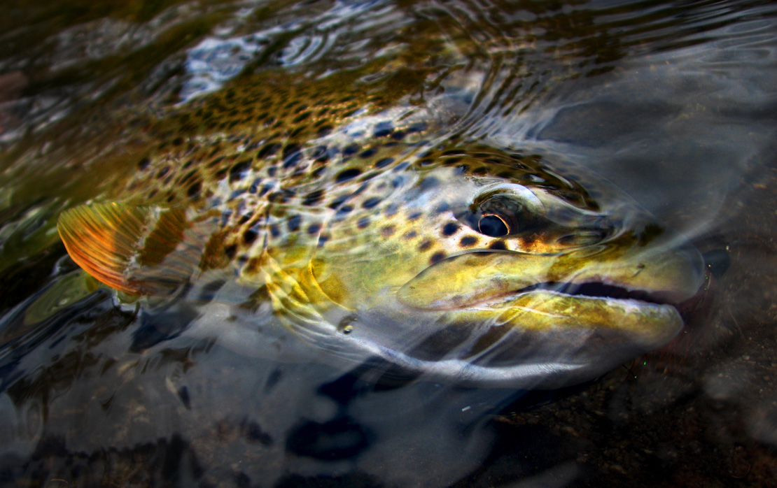 One of my early trout "portraits" and example of the Keepemwet style I hoped social media would embrace.