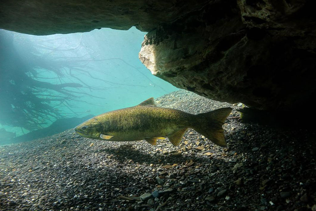 John McMillan's Instagram page (@rainforest_steel) is perhaps the most fascinating, interesting and inspiring as anything we've ever seen. View his underwater adventures and captivating narratives here.