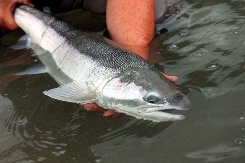 Chrome steelhead via John McMillan Instagram @rainforest_steel.