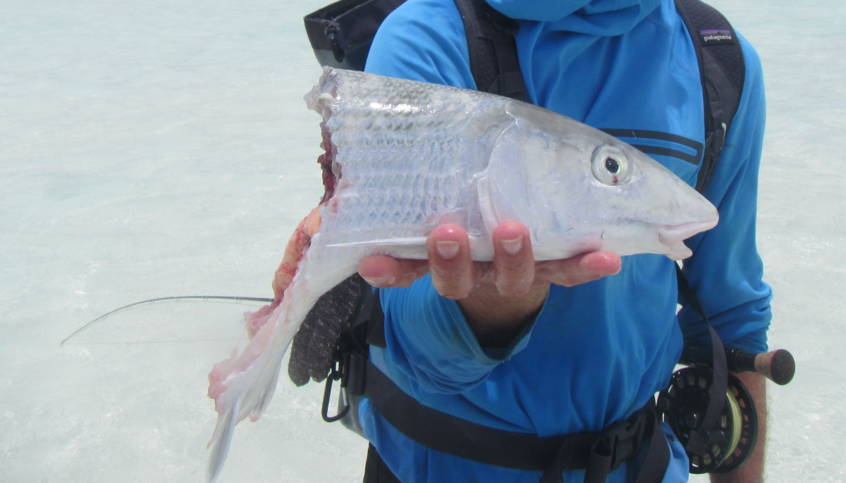 Post-release predation on bonefish by a shark, Robert Lennox photo.
