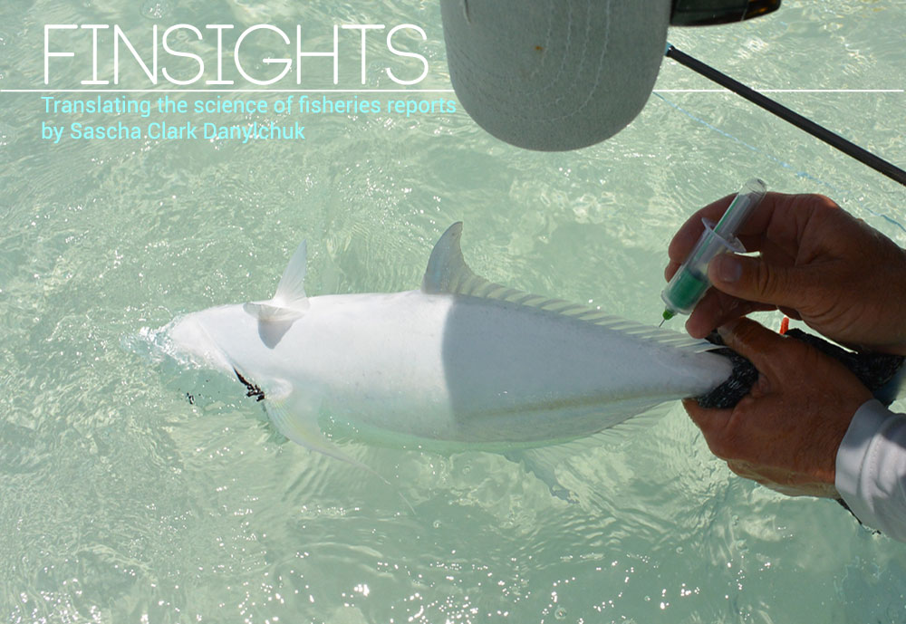 Taking a non-lethal blood sample from a bluefin trevally in French Polynesia. Photo provided by author.
