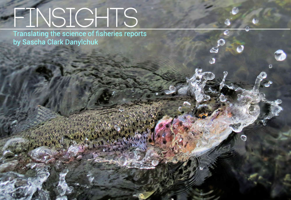 Rainbow trout darts back into it's Alaskan stream after release. Bryan Huskey photo via Bristol Bay Lodge.