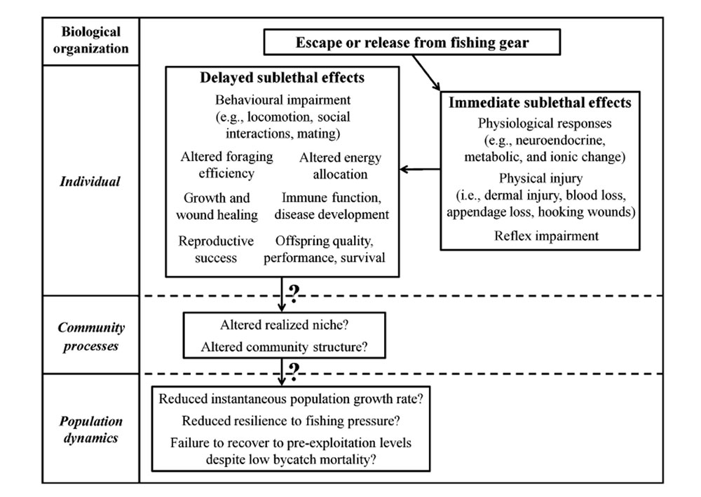 Fig. 1. from the linked paper. Conceptual diagram outlining the immediate and long-term effects of escape or release from commercial fishing gear and how it relates to each level of biological organization. Question marks (?) denote areas for which no primary literature exists, and present future avenues of research.