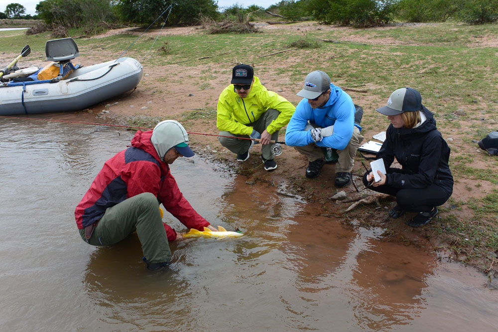 Testing the reflex impairment of golden dorado on the Rio Juramento, Argentina. Tyler Gagne photo.
