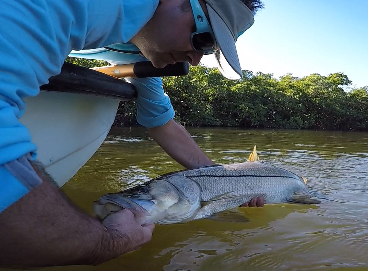 Steve Cooke releasing a snook.