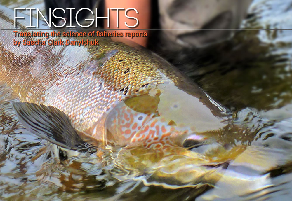 Finsights #7 Robert Lennox Photo