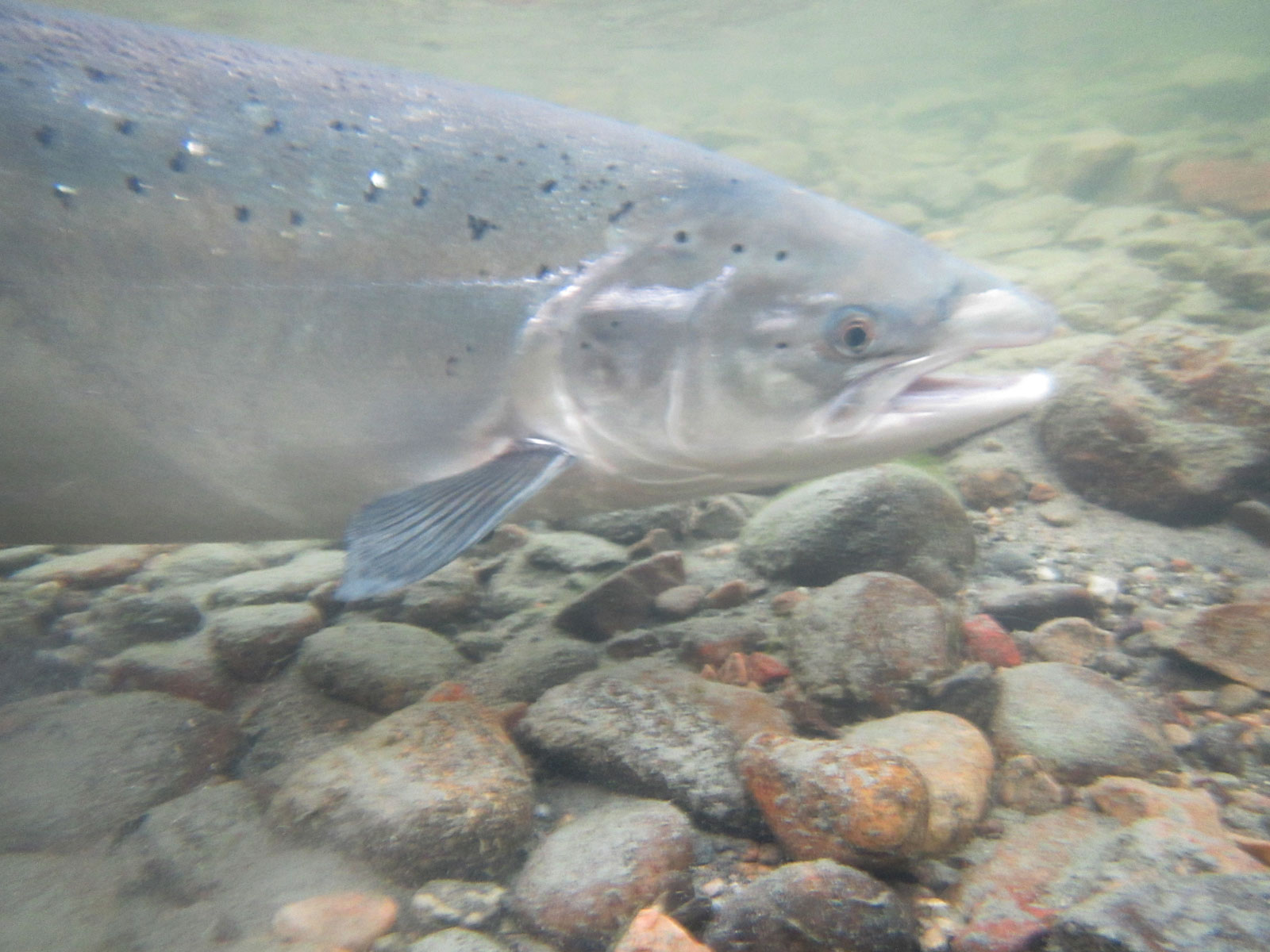 Atlantic salmon in the river. Robert Lennox photo.