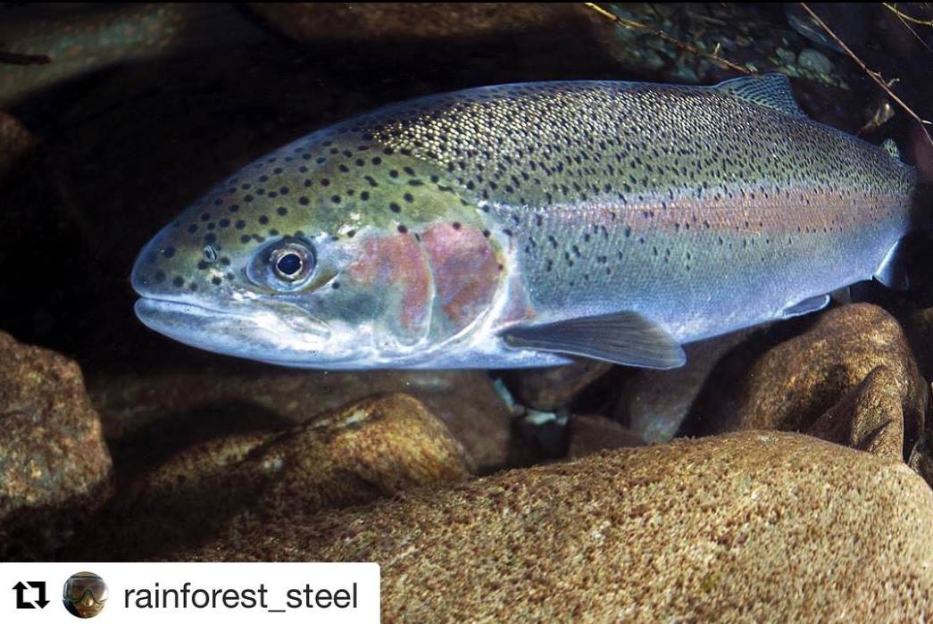 Wild steelhead image from Keepemwet Science Ambassador John McMillan.