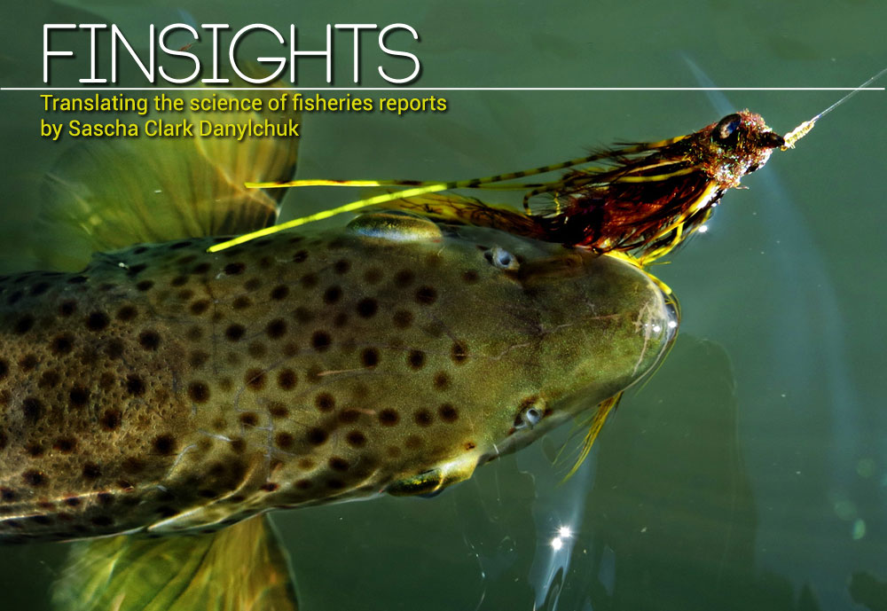 Finsights #8 - Science to help you catch more fish. Bryan Huskey photo.