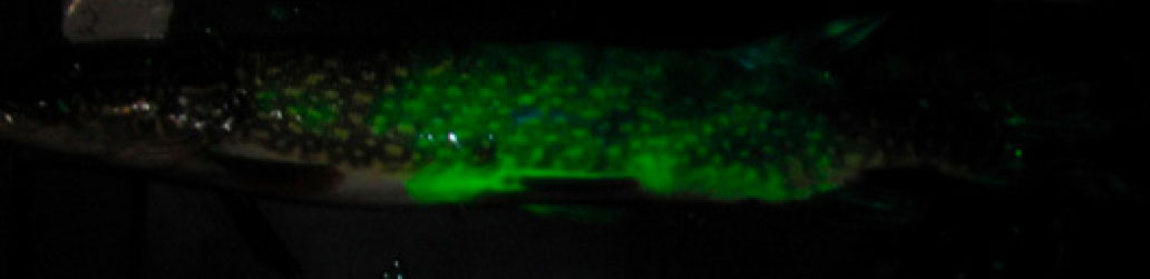 A northern pike photographed under UV light after being exposed to fluorescein dye. The green areas indicated epithelial damage from handling. Image from linked report.