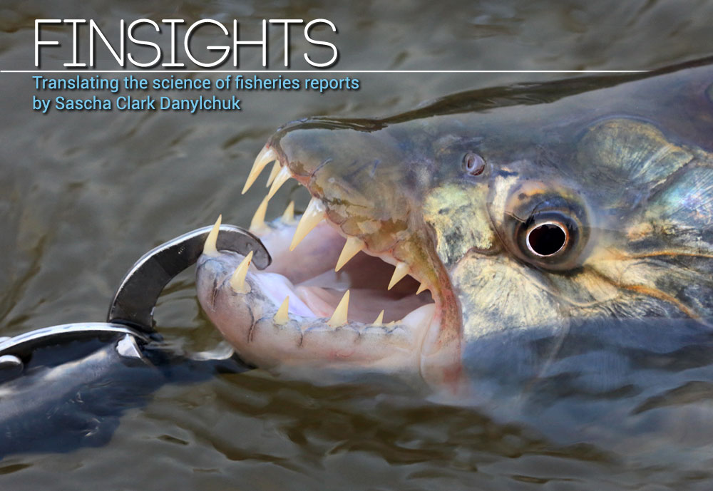 Finsights #10 Lip gripping devices and your catch. Tiger fish. Dave McCoy photo.