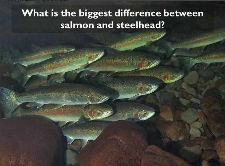 Thoughts From John McMillan- Salmon & Steelhead Part 1 — Keep Fish Wet