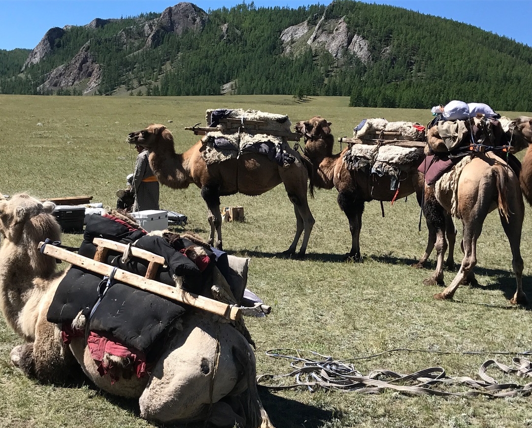 Camels loaded for the two day upstream trip to the headwaters of the Delger Moron. 