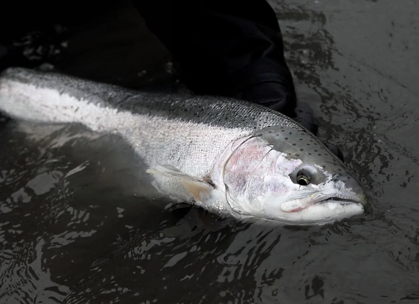 No better way to start the new year than with a hen less than 100 yards from the ocean. And while I wish everyone a happy New Year, and some chrome this winter, I also want to raise awareness about the plight of Olympic Peninsula wild steelhead.