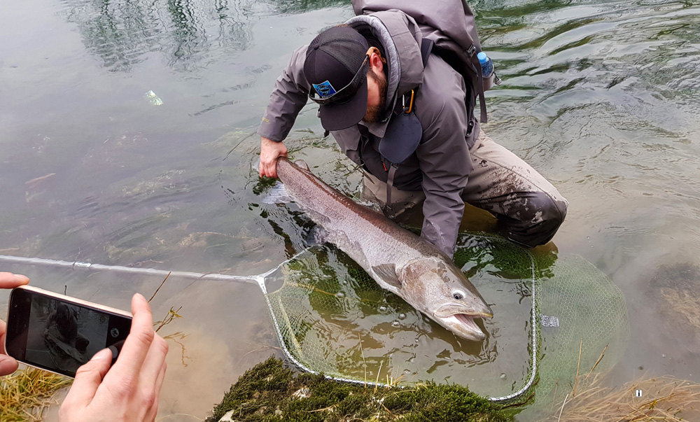 Known as the "fish who can stop dam construction," "fish of a thousand casts," "cousin of Taimen, our king of the streams Hucho hucho (Danube salmon)"... Take a snap, release it and you will have the lifelong memory of your fish of a lifetime. Photograph by Uroš Kristan, KWF Ambassador.