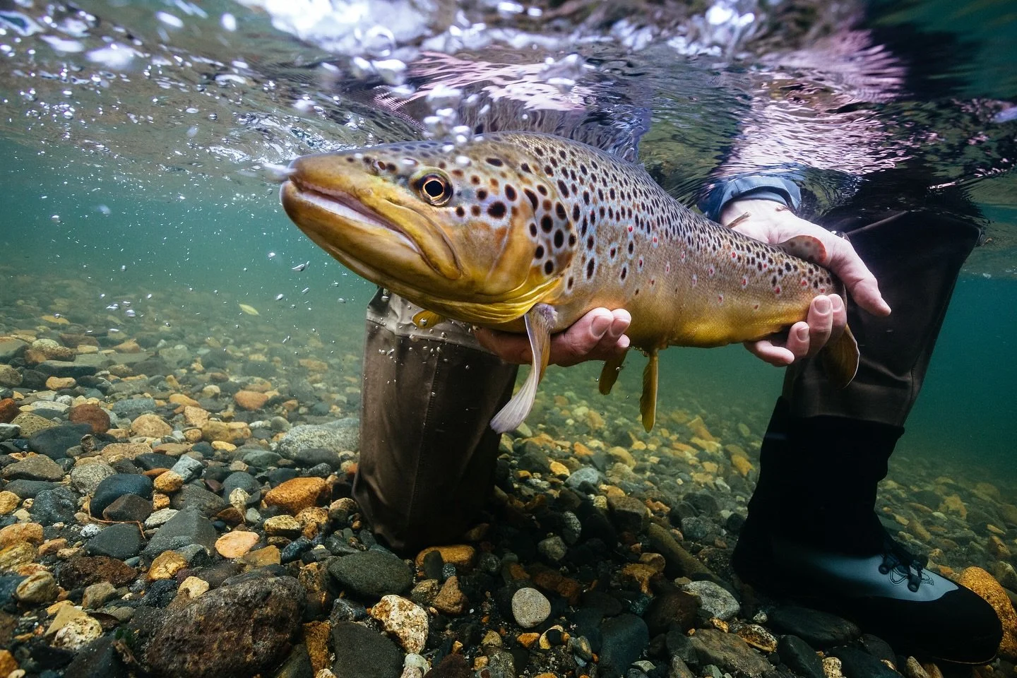 It's hard to beat a good underwater shot of a nice brown!

Credit: @brianokeefephotos, @elevenangling 
#keepfishwet #keepemwet #fishing #flyfishing #conservation