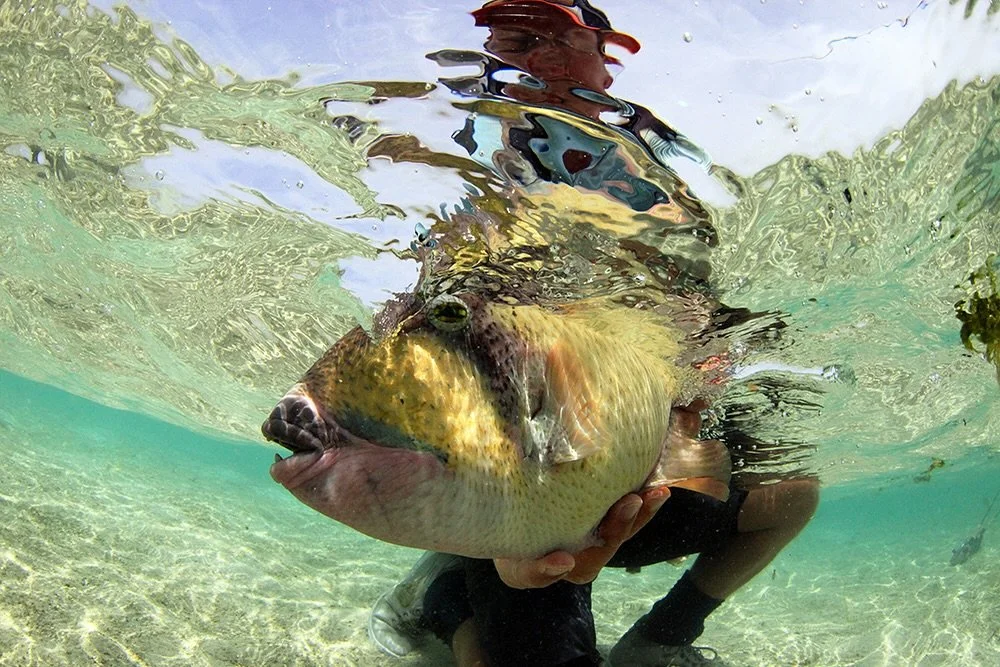 Fingers on the trigger.
A great underwater shot of a nice triggerfish.

📷 Dave McCoy (@davemccoyewa) 
#keepfishwet #keepemwet #fishing #flyfishing #conservation