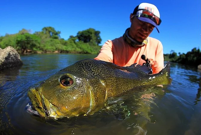 The peacock bass of the Iriri River in Brazil will pursue their prey in moving water and strike with unmatched aggression. And when they battle in fast water, anglers (and their gear) are in for a challenging test of strength.

📷 Dave McCoy (@davemc