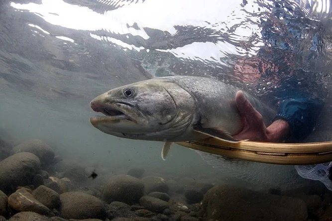 Let the fish be the hero.

📷 Dave McCoy (@davemccoyewa) 
#keepfishwet #keepemwet #fishing #flyfishing #conservation